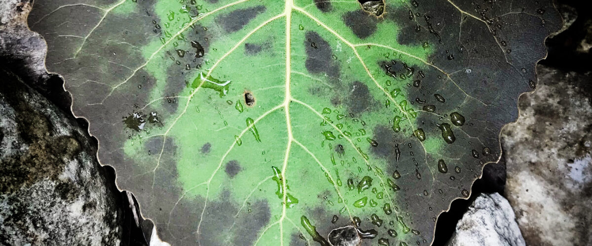 A green heart-shaped leaf with the edges fading to black, on top of rocks